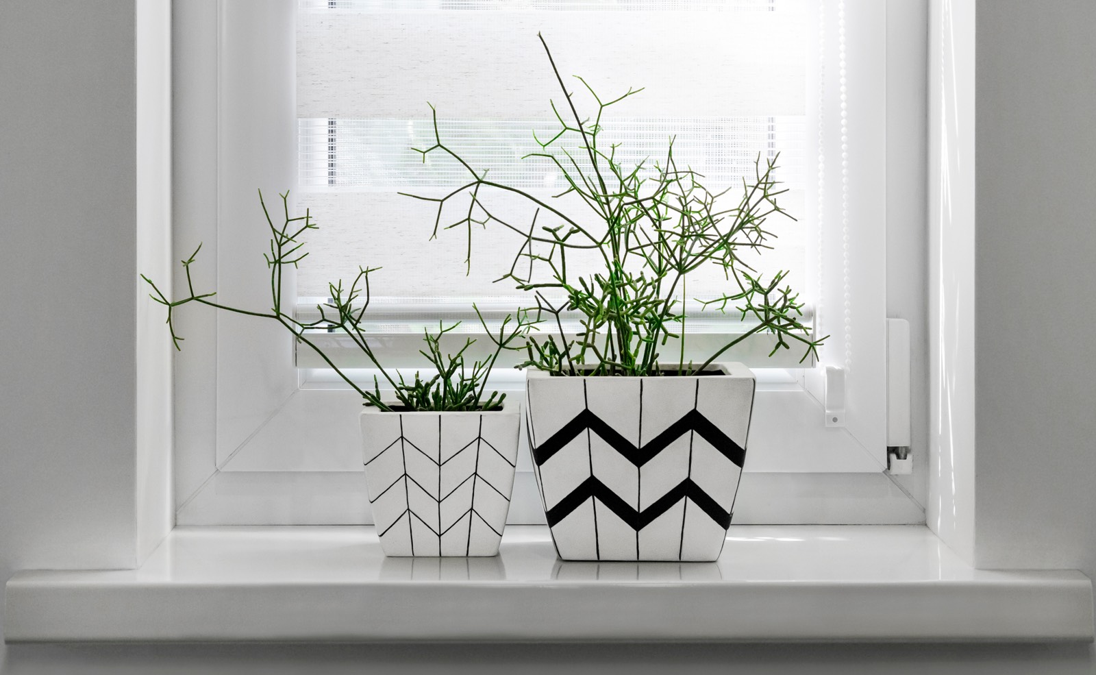 Рипсалис в кашпо