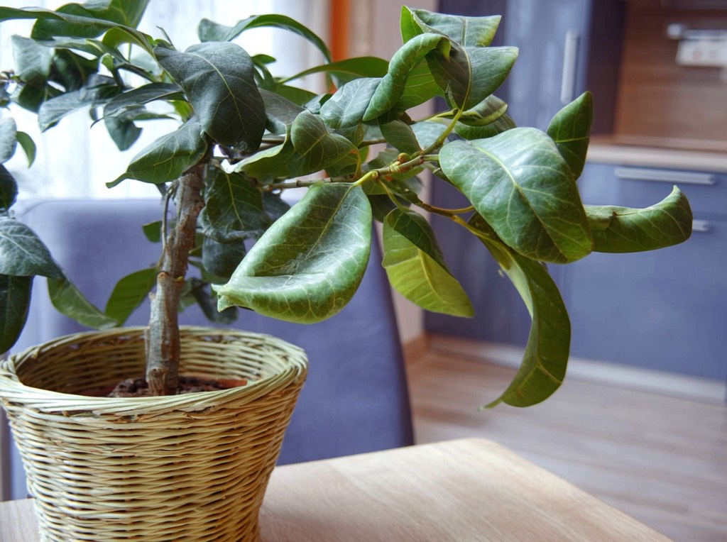 Скручиваются листья у растения