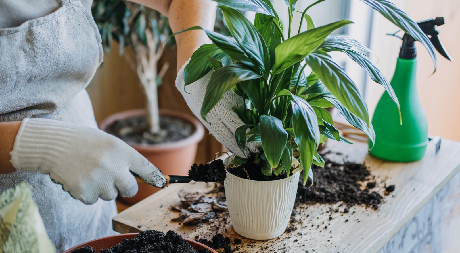 Чем подкормить комнатные растения: 9 лучших удобрений