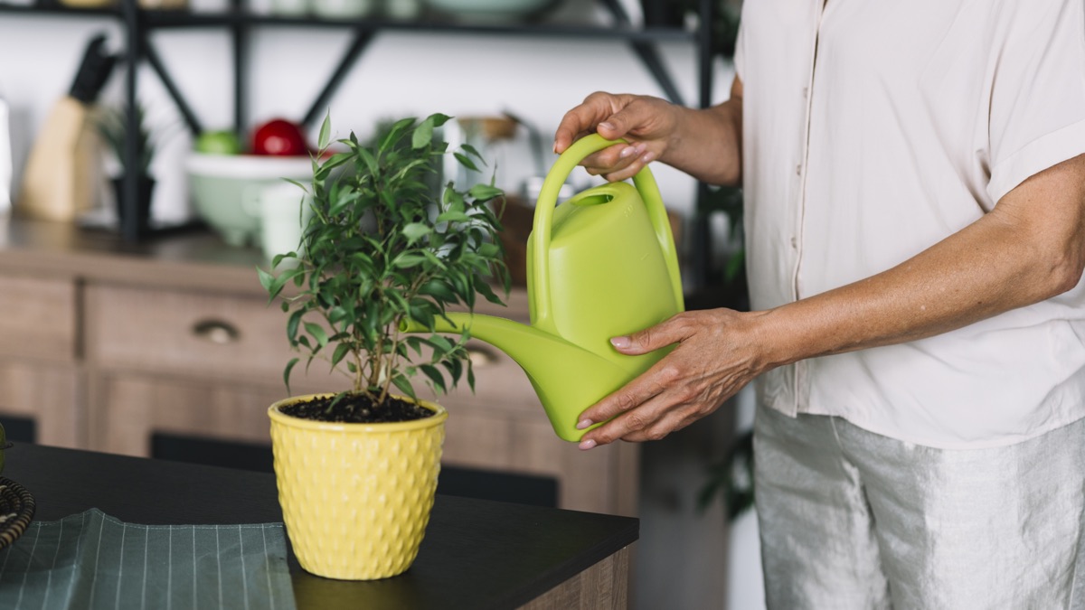 Зимний уход за растениями дома