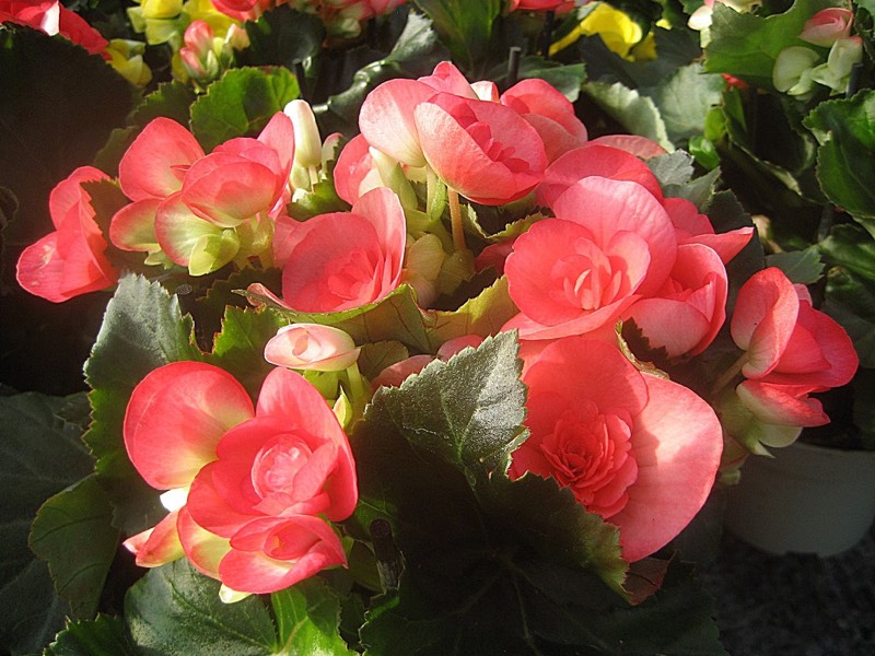 Луковичный комнатный цветок с красными цветами - 83 фото