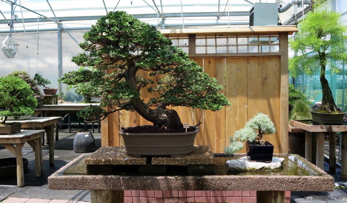 Японское дерево бонсай: виды, стили и рекомендации по выращиванию
